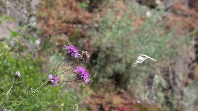 Mosel-Apollo, Apollofalter, Moselapollofalter Parnassius apollo