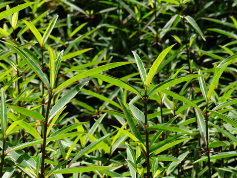 Barleria lupulina Lindl., Trees, leaves, Reduce inflammation