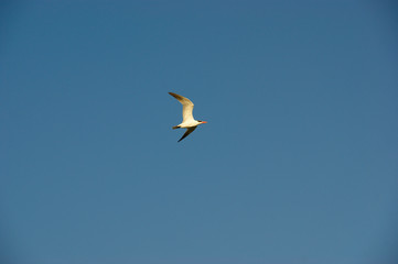 flying bird in the blue sky