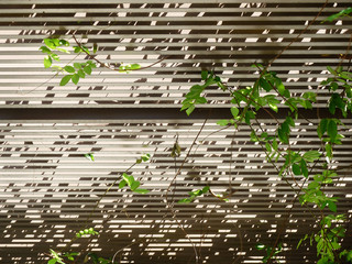 light and shadow metal ceiling with ivy plant