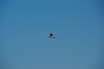 flying bird in the blue sky