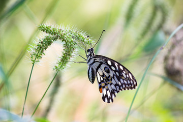 Beautiful common lime butterfly sitting on the flower plants in its natural habitat