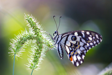 Beautiful common lime butterfly sitting on the flower plants in its natural habitat