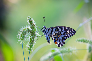 Beautiful common lime butterfly sitting on the flower plants in its natural habitat
