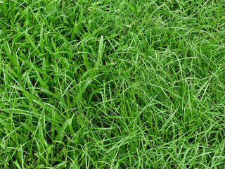 grass lawn