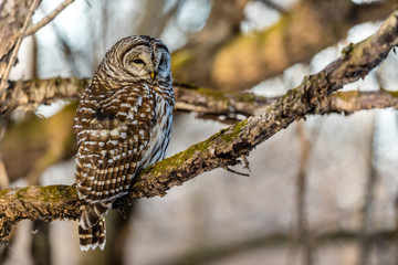Barred Owl perching on a tree branch 