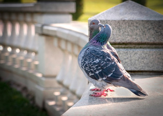 pigeon in hand © Людмила Петрова