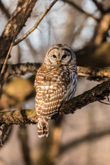 Barred Owl perching on a tree branch 