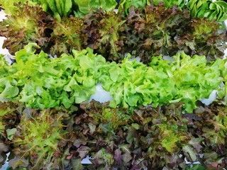 Organic vegetable farms for background