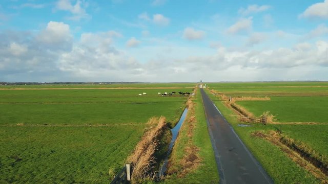 Aerial drone view  of summer countryside with grazing dutch cows in Holland landscape.