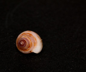 Seashell on black background