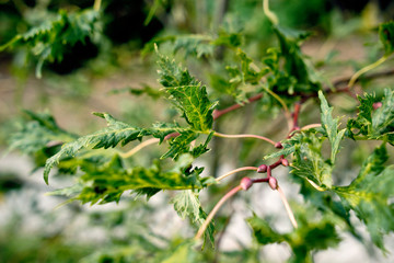 Tilia plytyphyllos lacinata - Geschlitzblättrige Sommer-Linde