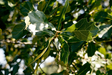Quercus marilandica - Schwarz-Eiche