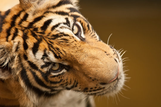 Bengal tiger (Panthera tigris), Bangkok zoo, Thailand.