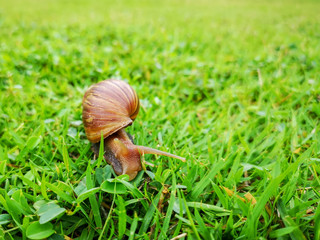 snail moving on grass