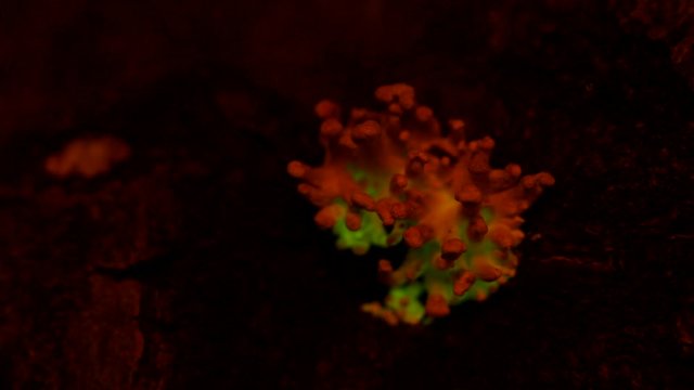 The bioluminescent fungus, Panellus Stipticus glows in twilight.  The glow fluctuates.