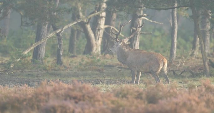 Moorland, autumn animal behaviour. Red deer, rutting season, Hoge Veluwe, Netherlands. Deer stag, bellow majestic powerful animal outside wood, big animal in forest habitat. Wildlife scene, nature. 