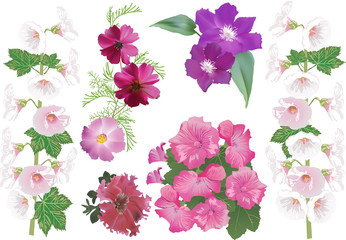 group of large garden flowers isolated on white