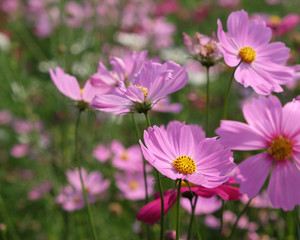 Fototapeta premium pink cosmos flowers closeup
