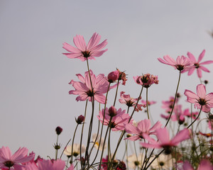 pink cosmos flowers closeup