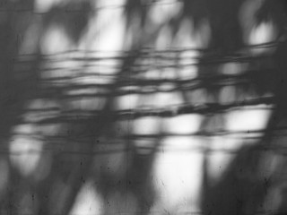 shadow of the leaves on a white wall