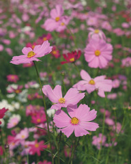 pink cosmos flowers closeup
