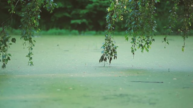 Summer natural background with tree branches over a pond overgrown with duckweed