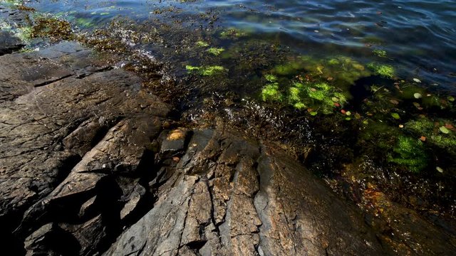 Static shot, of algae and seaweed, at a rocky shore, on a sunny, summer day, at Skagerrak ocean, in South Norway