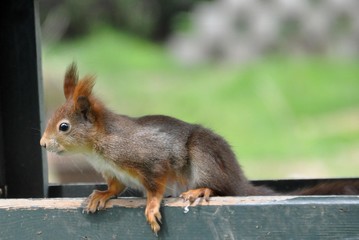 Eichhörnchen