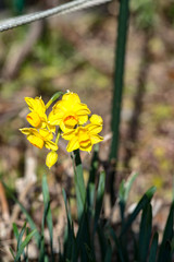 寺町のスイセン