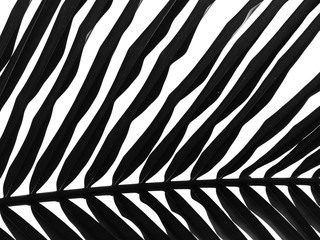 beautiful palms leaf on white background