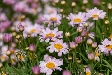Fototapeta premium Light purple Margaret, Park in Funabashi City, Chiba Prefecture, Japan