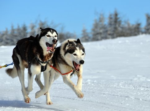 Huskys