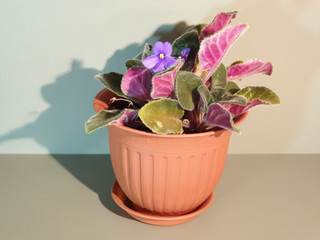Flower in a pot. Indoor plant close-up