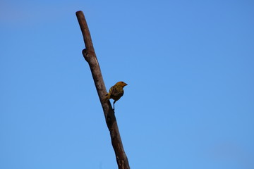 bird
