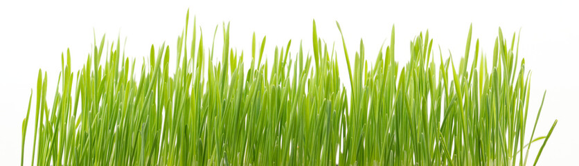 Fototapeta na wymiar .Green wheat grass isolated on white background
