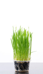 .Green wheat grass isolated on white background