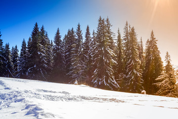 Fototapeta na wymiar winter landscape, nature scene with sun over snow covered fir trees
