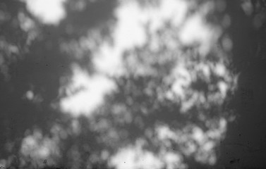 shadow of the leaves on a white wall