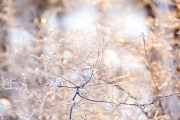 beutiful frozen branch macro 