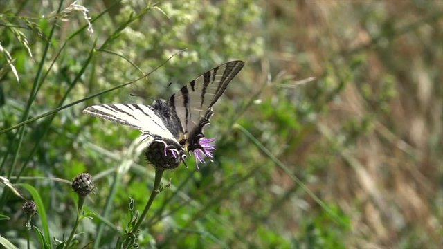  Segelfalter (Iphiclides podalirius) im Moseltal