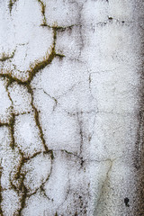 Old cracked wall with moss