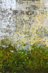 Old wall with moss