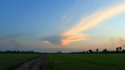 Fototapeta na wymiar Rice field in sunrise time