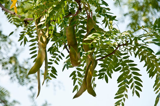 Gleditsia triacanthos - Amerikanische Gleditschie,  Dreidornige Gledischie, Honigdorn, Lederh&uuml;lsenbaum, Falscher Christusdorn