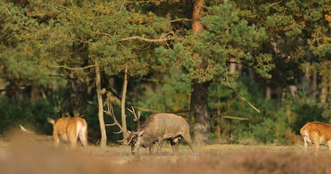 Moorland, autumn animal behaviour. Red deer, rutting season, Hoge Veluwe, Netherlands. Deer stag, bellow majestic powerful animal outside wood, big animal in forest habitat. Wildlife scene, nature. 