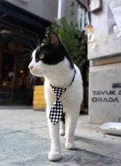 The portrait of a wite and black cat wearing a tie, Istanbul, Turkey