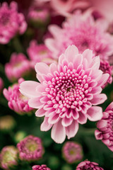Colorful chrysanthemum flower macro shot. Chrysanthemum  Pink pastel color flower background with Copyspace.