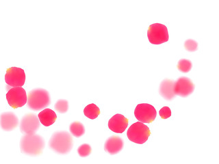 Pink rose petals falling vector valentine background.