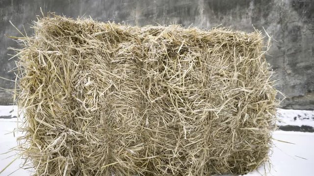 Compressed haystack. Footage. Rectangel pressed haystack on background of gray walls and snow. Haystack in snow, feeding livestock in winter